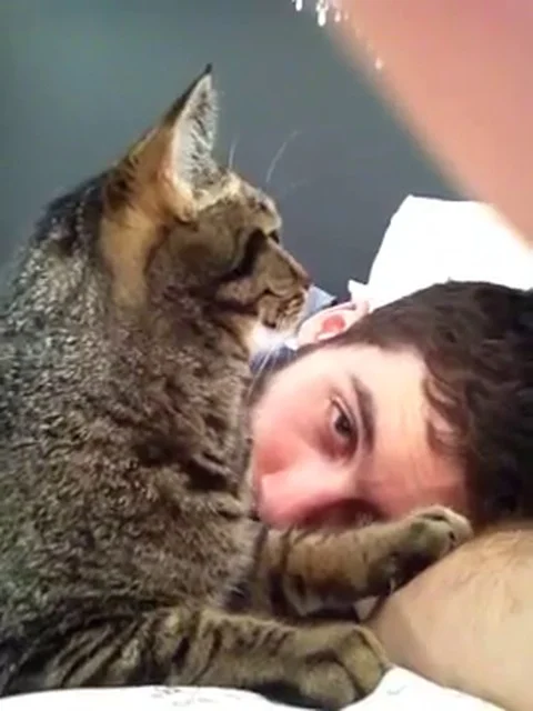 VV618 Kitten gets cosy on guys head! Stock-Footage 129462453