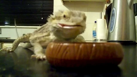 VV668 Bearded dragon fail! Stock-Footage 129454951