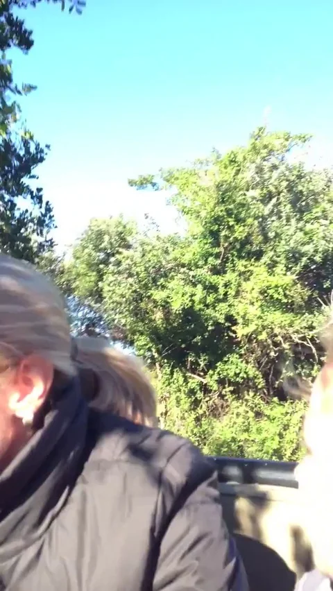 VV78  Giraffe chasing jeep! Epic escape Stock-Footage 129408635