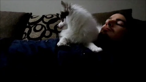 VV802 Cute dog getting trolled by owner! Stock-Footage 129456842