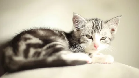 VV819 Botje The Cat falling asleep Stock-Footage 129462601