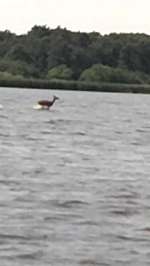 VV82  Deer walking on the water! Stock-Footage 129455221