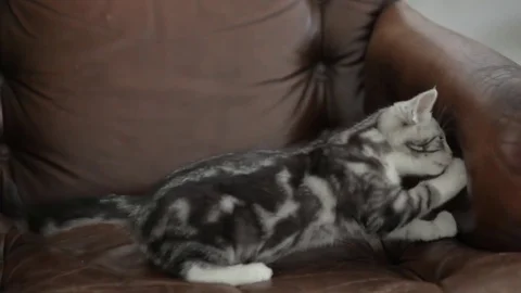 VV821 Botje The Cat playing with his favorite plant! Stock-Footage 129462127