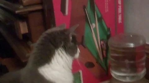 VV837 Cat perplexed by water cooler bubbles! Stock-Footage 129456236