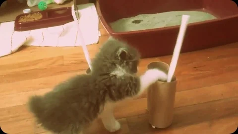 VV838 Cute kitten bringing down the house! Stock-Footage 129400800