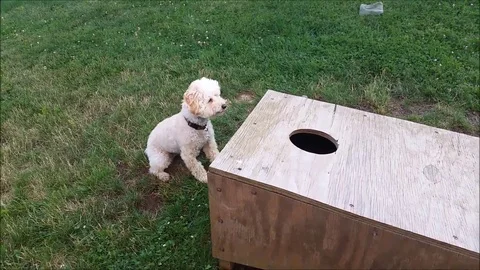VV857 Coco the dog is ace at Cornhole! Vidéo 129407043