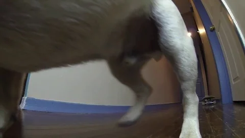 VV861 Pug on Skateboard! Stock-Footage 129456319
