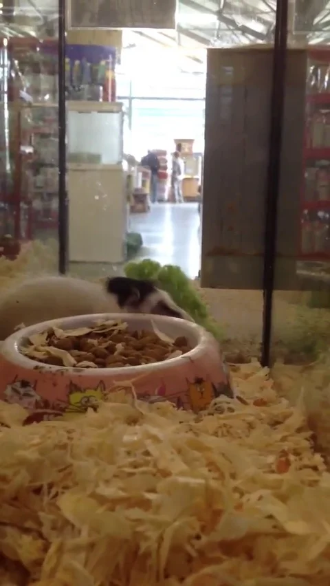 VV89  Hamster back flip FAIL! Stock-Footage 129398416