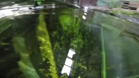 VV921 Pike attacks GoPro! Vidéo 129459857