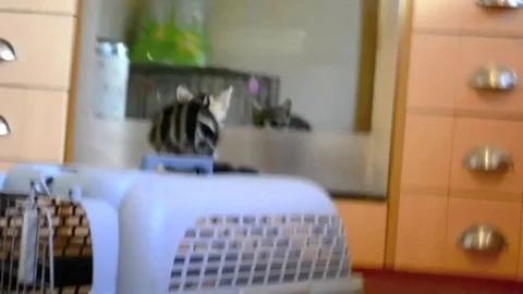 VV927 Kitten fail! Stock-Footage 129458006