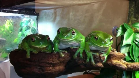 VV950 3 frogs, 1 cricket! Stock-Footage 129456165