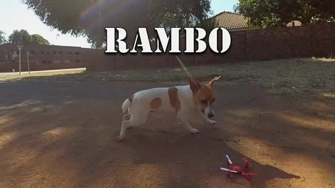 VV976 Puppy V Quadcopter! Stock-Footage 129454680
