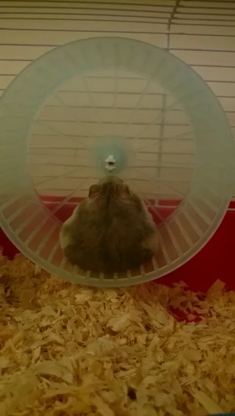 VV991 Fat Hamster Fail! Stock-Footage 129455840