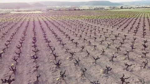 Vyneyard young field Video stock 150783126