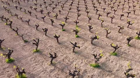 Vyneyard young Stock Footage 150783266