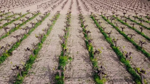 Vyneyard young rows Stock Footage 150783607