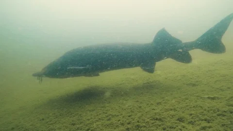 Vyza Stock-Footage 122374334