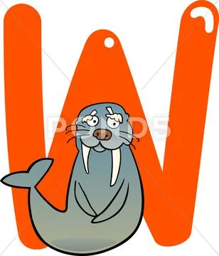 W for walrus Stock Illustration