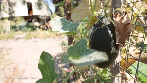 W36A2986 스톡 동영상 87102081