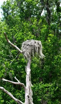 Waccamaw 写真素材