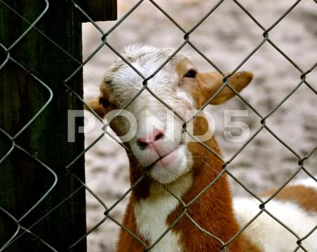 Waccatee Zoo - Goat Stares 8