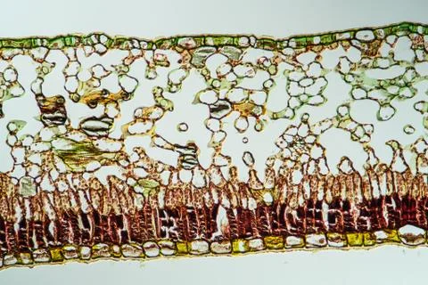 Wachsbaum Stock Photos