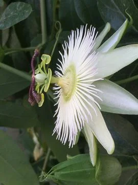 Wacky white flower surrounded by green Stock Photos