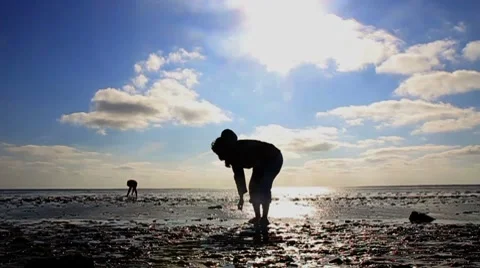 Wadden sea Stock Footage 8506700