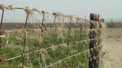 Wadden sea, Germany Stock Footage 10769163