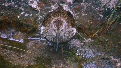 A wadding bird standing  Video stock 246453170