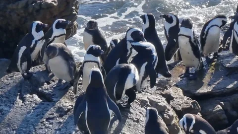 A Waddle Of Penguins On A Rock Stock Footage 171469097
