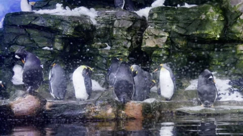 A waddle of penguins on rocks. Stock Footage 274137325