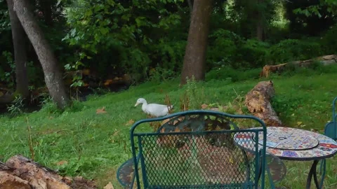 Waddling duck Stock Footage 159812564