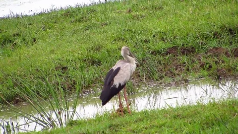 Wader bird white stork Stock Footage 78043841