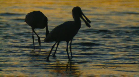 Wader Birds at Sunset - Spoonbills Feeding at Dusk Stock Footage