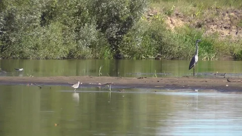 Wader Common greenshank Tringa nebularia in shallow river. Gray heron background Stock Footage 88931253