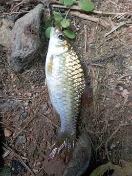 Wader fish Stock Photos