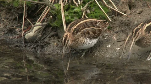 Waders: Common snipe (Gallinago gallinago) foraging along the river bank. Stock Footage 87998880