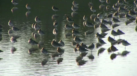 Waders on estuary Stock-Footage 355475