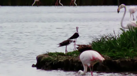Waders Stock Footage 33467581