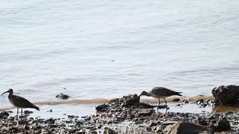 Waders is foraging by the sea Stock Footage 282994225