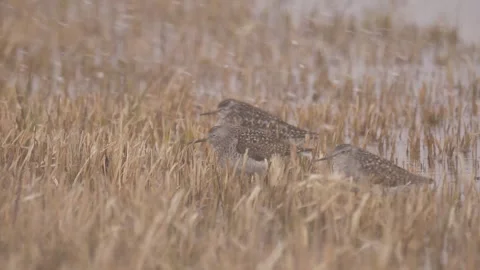 Waders got caught in the snowstorm Video stock 283548724
