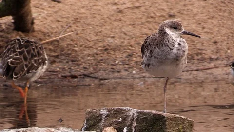 Waders (sandpipers from genus Calidris) moving and sleeping Stock Footage 87826383