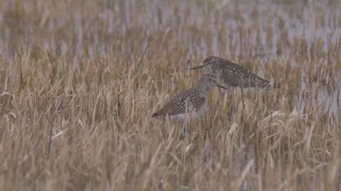 Waders sit in the dry grass in the snowfall Stock Footage 283564468