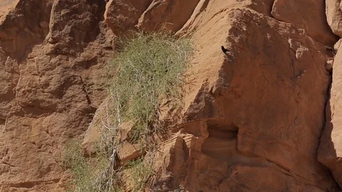 Wadi Rum Bird on a cliff 2 Stock Footage 95559260