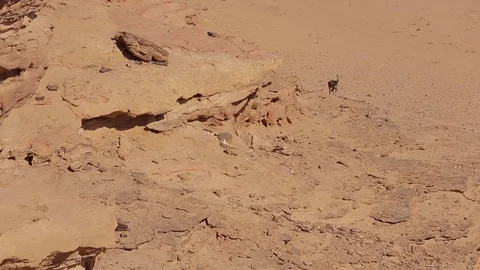 Wadi Rum desert ibex scouting Stock Footage 95559373