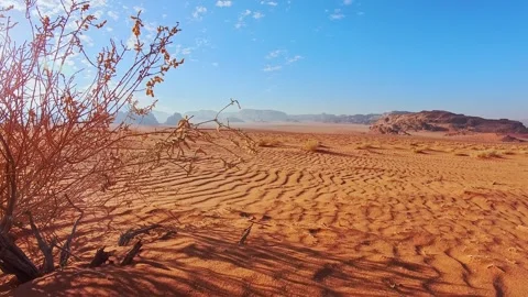 Wadi rum desert panoramic landscape with dry autumn shrub rippled red sand .. Stock Footage 330319910