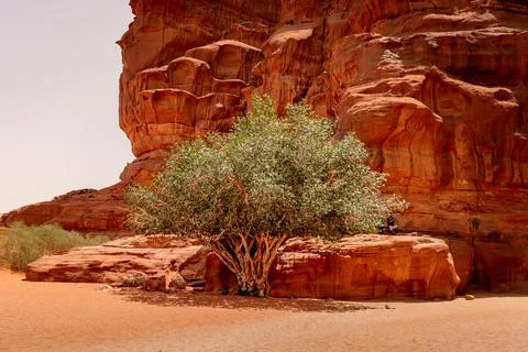 Wadi Rum desert tree in front of a canyon Stock Photos