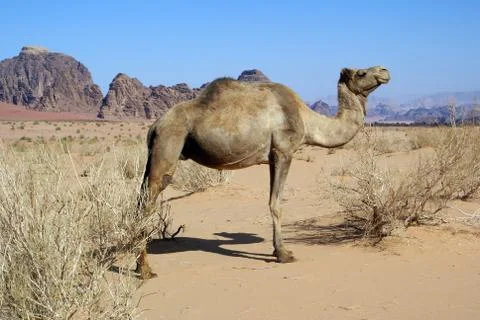 Wadi rum Stock Photos