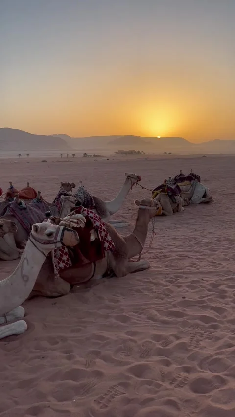 Wadi Rum protected area with camels - ships of the desert Stock Footage 273580271